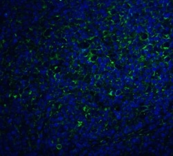 IL-17/IL-17A Antibody - BSA Free, Novus Biologicals 0.1mg; Unlabeled:Antibodies,