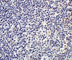 IL-17/IL-17A Antibody - BSA Free, Novus Biologicals 0.1mg; Unlabeled:Antibodies,