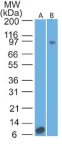 IL-17RA/IL-17R Antibody (49M4D2) - BSA Free, Novus Biologicals 0.025mg;