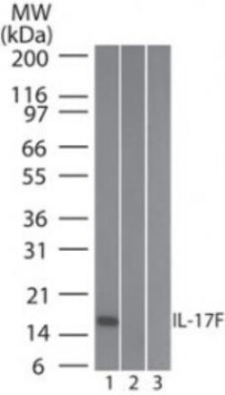 IL-17F Antibody (4H450) - Azide and BSA Free, Novus Biologicals 0.1mg;