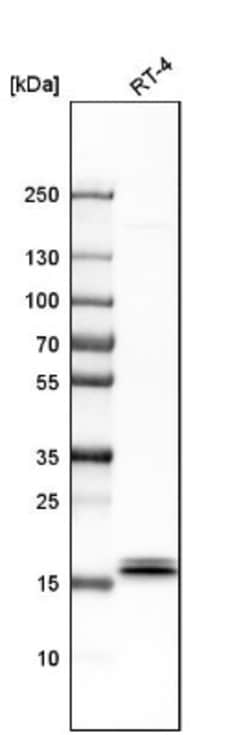 IL-1ra/IL-1F3/IL1RN Antibody, Novus Biologicals 0.1mL; Unlabeled:Antibodies,