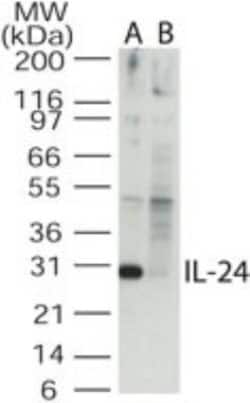 IL-24 Antibody, Novus Biologicals 0.1mg; Unlabeled:Antibodies, Polyclonal