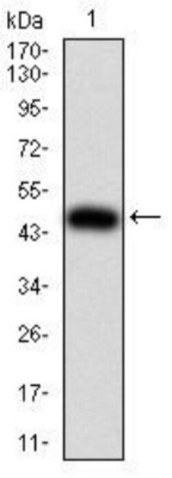 IL-28A/IFN-lambda 2 Antibody (7B9A4) - BSA Free, Novus Biologicals 0.1mg;