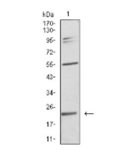 IL-28A/IFN-lambda 2 Antibody (7B9A4) - BSA Free, Novus Biologicals 0.1mg;