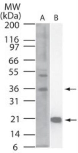 IL-33 Antibody (6H617) - BSA Free, Novus Biologicals 0.025 mg | Buy Online | Novus Biologicals | Fisher Scientific