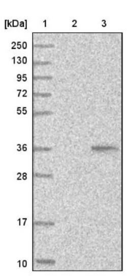 IL-33 Antibody, Novus Biologicals 0.1mL; Unlabeled:Antibodies, Polyclonal