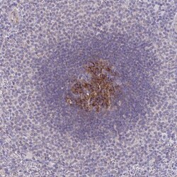IL-37/IL-1F7 Antibody, Novus Biologicals 25 &mu;L | Buy Online | Novus Biologicals | Fisher Scientific