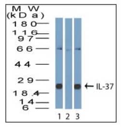 IL-37/IL-1F7 Antibody, Novus Biologicals 0.025mg; Unlabeled:Antibodies,