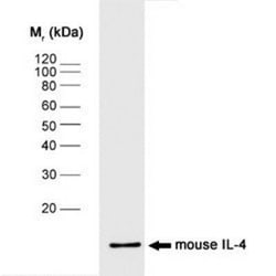 IL-4 Antibody (BVD4-1D11) - BSA Free, Novus Biologicals 0.25 mg; Unconjugated:Antibodies,