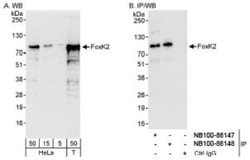 ILF1 Antibody, Novus Biologicals 0.1mL; Unlabeled:Antibodies, Polyclonal