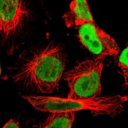 ILF2 Antibody, Novus Biologicals 25 &mu;L; Unlabeled:Antibodies, Polyclonal
