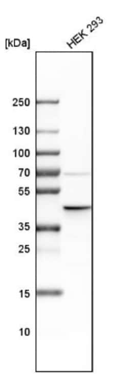 ILF2 Antibody, Novus Biologicals 25 &mu;L; Unlabeled:Antibodies, Polyclonal