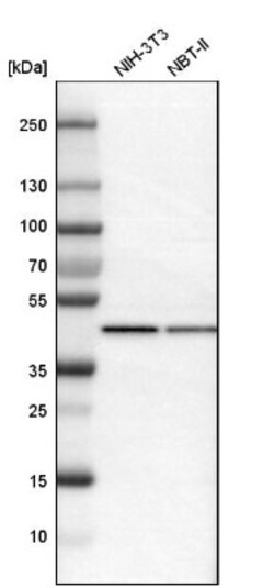 ILF2 Antibody, Novus Biologicals 25 &mu;L; Unlabeled:Antibodies, Polyclonal