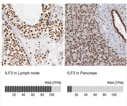 ILF3 Antibody, Novus Biologicals:Antibodies:Primary Antibodies