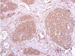 ILT6/CD85e/LILRA3 Antibody, Novus Biologicals 0.1mL; Unlabeled:Antibodies,