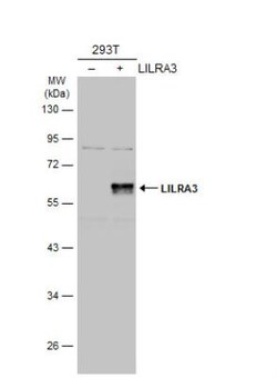 ILT6/CD85e/LILRA3 Antibody, Novus Biologicals 0.1mL; Unlabeled:Antibodies,