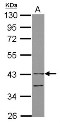 ILT7/CD85g/LILRA4 Antibody, Novus Biologicals 0.1mL; Unlabeled:Antibodies,