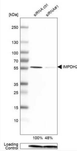 IMP Dehydrogenase 2/IMPDH2 Antibody, Novus Biologicals 0.1mL; Unlabeled:Antibodies,