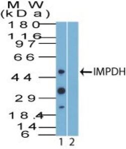 IMP Dehydrogenase 2/IMPDH2 Antibody, Novus Biologicals 0.1mg; Unlabeled:Antibodies,