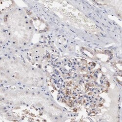 INF2 Antibody, Novus Biologicals 0.1mL; Unlabeled:Antibodies, Polyclonal