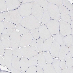 INF2 Antibody, Novus Biologicals 0.1mL; Unlabeled:Antibodies, Polyclonal