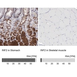 INF2 Antibody, Novus Biologicals 0.1mL; Unlabeled:Antibodies, Polyclonal