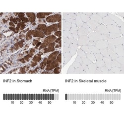 INF2 Antibody, Novus Biologicals 0.1mL; Unlabeled:Antibodies, Polyclonal