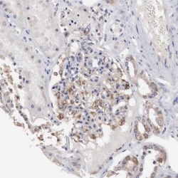 INF2 Antibody, Novus Biologicals 0.1mL; Unlabeled:Antibodies, Polyclonal
