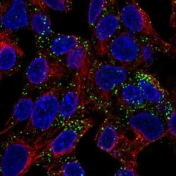 INHBE Antibody, Novus Biologicals:Antibodies:Primary Antibodies