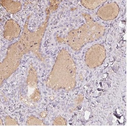 INHBE Antibody, Novus Biologicals:Antibodies:Primary Antibodies