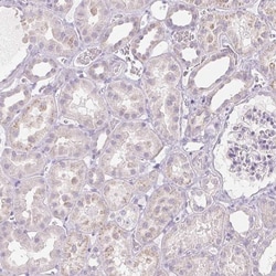 INHBE Antibody, Novus Biologicals:Antibodies:Primary Antibodies