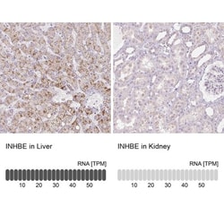 INHBE Antibody, Novus Biologicals:Antibodies:Primary Antibodies