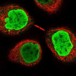 INO80E Antibody, Novus Biologicals 25 &mu;L; Unlabeled:Antibodies, Polyclonal
