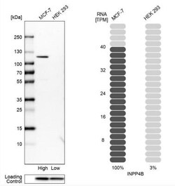 INPP4B Antibody, Novus Biologicals 0.1mL; Unlabeled:Antibodies, Polyclonal