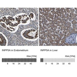 INPP5A Antibody, Novus Biologicals 0.1mL; Unlabeled:Antibodies, Polyclonal