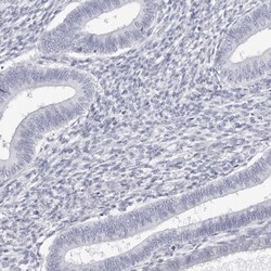 INSL3 Antibody, Novus Biologicals:Antibodies:Primary Antibodies