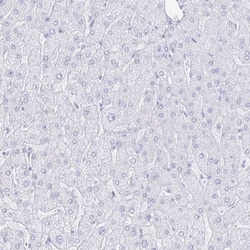 CrkRS Antibody, Novus Biologicals:Antibodies:Primary Antibodies