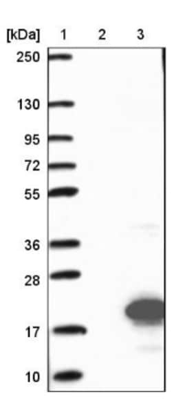 CrkRS Antibody, Novus Biologicals:Antibodies:Primary Antibodies