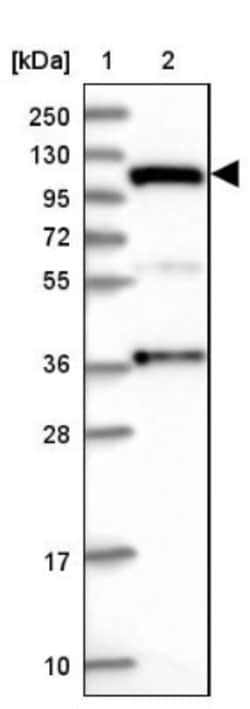 INT4 Antibody, Novus Biologicals 0.1mL; Unlabeled:Antibodies, Polyclonal