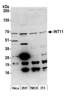 INTS11 Antibody, Novus Biologicals 0.1mg; Unlabeled:Antibodies, Polyclonal