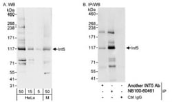 INTS5 Antibody, Novus Biologicals 100 &mu;L | Buy Online | Novus Biologicals | Fisher Scientific