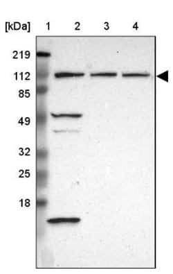 INTS6 Antibody, Novus Biologicals:Antibodies:Primary Antibodies