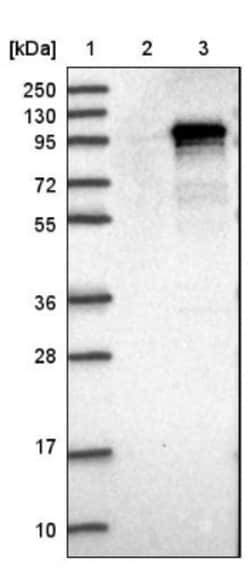 IQCE Antibody, Novus Biologicals 25 &mu;L; Unlabeled:Antibodies, Polyclonal