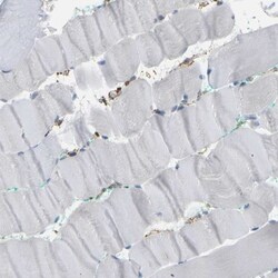 IQGAP1 Antibody, Novus Biologicals 0.1mL; Unlabeled:Antibodies, Polyclonal