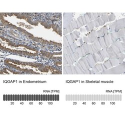 IQGAP1 Antibody, Novus Biologicals 0.1mL; Unlabeled:Antibodies, Polyclonal