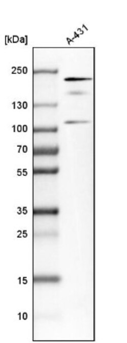 IQGAP1 Antibody, Novus Biologicals 0.1mL; Unlabeled:Antibodies, Polyclonal