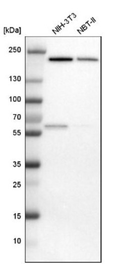 IQGAP1 Antibody, Novus Biologicals 0.1mL; Unlabeled:Antibodies, Polyclonal