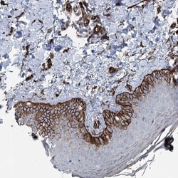IQSEC1 Antibody, Novus Biologicals:Antibodies:Primary Antibodies