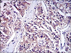 IRAK4 Antibody (2H9), Novus Biologicals 0.1mL; Unlabeled:Antibodies, Monoclonal