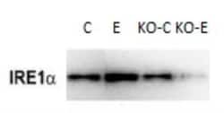 IRE1 alpha Antibody, Novus Biologicals 0.1mL; Unlabeled:Antibodies, Polyclonal